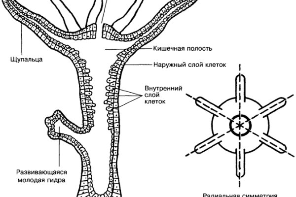 Как зарегистрироваться на кракене